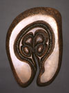 Ovum T.jpg (4596 bytes)