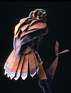 American Kestrel T.jpg (4277 bytes)
