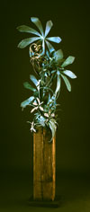 Understory T.jpg (5855 bytes)