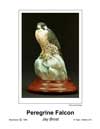 Peregrine Falcon T.jpg (2202 bytes)