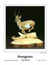 Pronghorn T.jpg (2429 bytes)