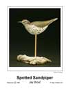 Spotted Sandpiper T.jpg (2255 bytes)