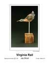 Virginia Rail T.jpg (1880 bytes)