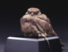 Kestrel on Mouse T.jpg (2187 bytes)
