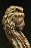 Owl on Mouse T.jpg (3267 bytes)