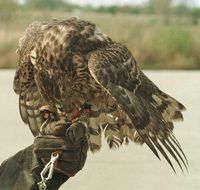 Pete & Goshawk.jpg (19456 bytes)