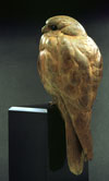 Standing Kestrel T.jpg (3947 bytes)