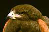 Harris Hawk Detail T.jpg (4562 bytes)