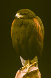 Harris Hawk T.jpg (3718 bytes)